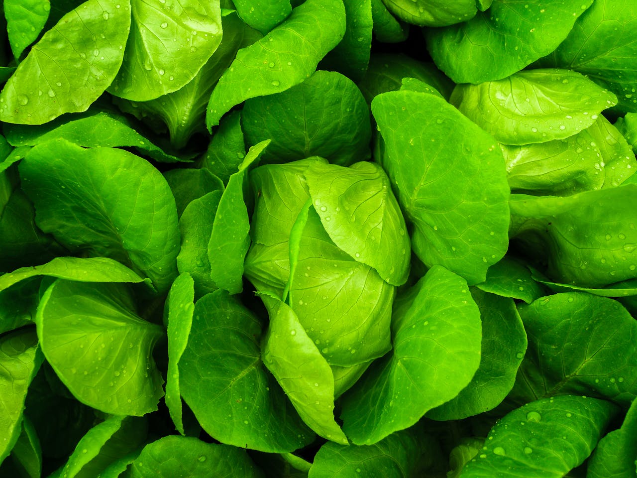 creative-02 Close-up of fresh, vibrant green lettuce leaves with water droplets. Perfect for healthy eating concepts.