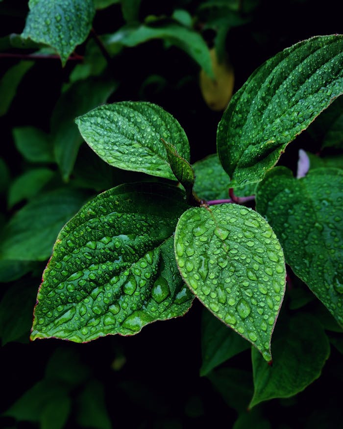 our-story Vibrant green leaves covered in dewdrops, captured in Hol, Norway, showcasing nature's freshness.