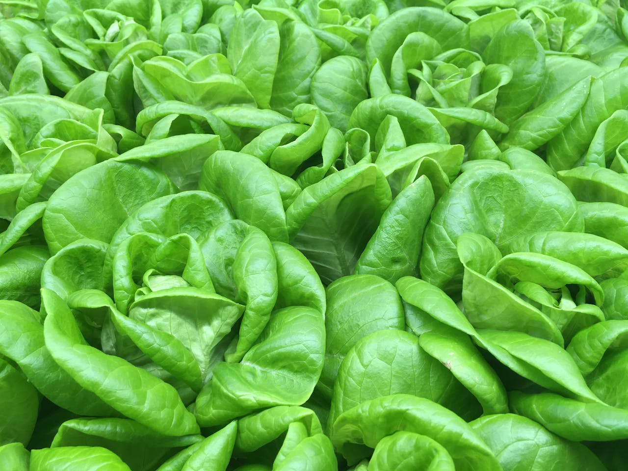 Close-up of fresh and vibrant green butterhead lettuce leaves in an abundant garden setting.