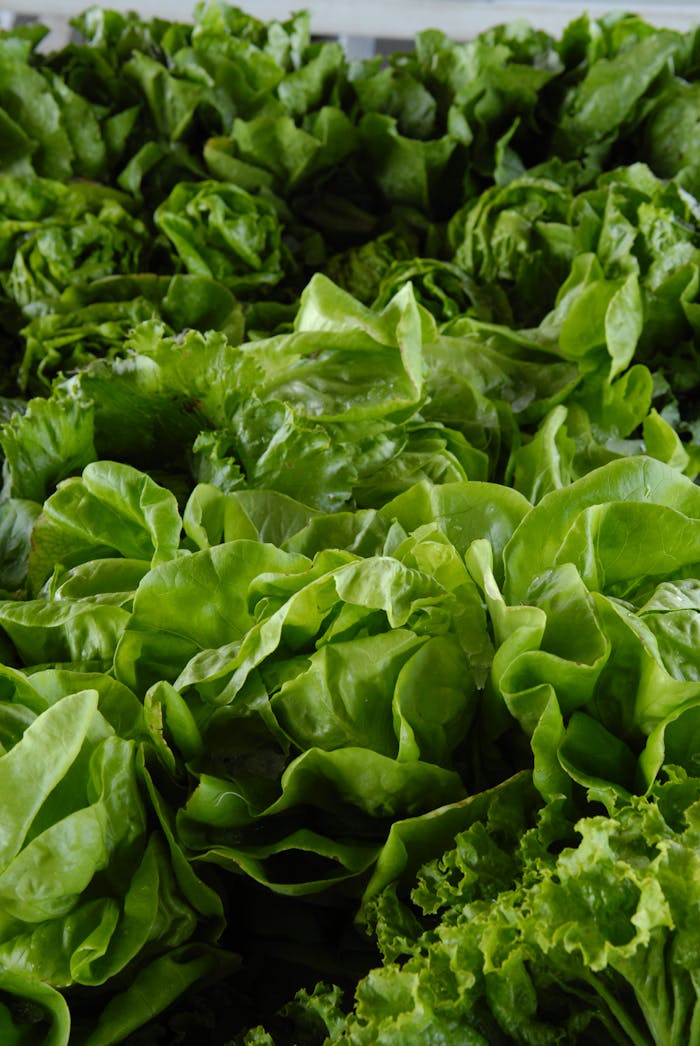digital-01 A vibrant collection of fresh green lettuce leaves showcasing organic and healthy produce.