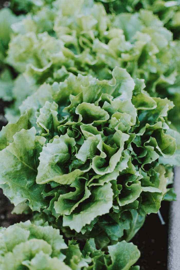 creative-03 Crisp green lettuce plants growing in an agricultural field, showcasing healthy leafy vegetables.