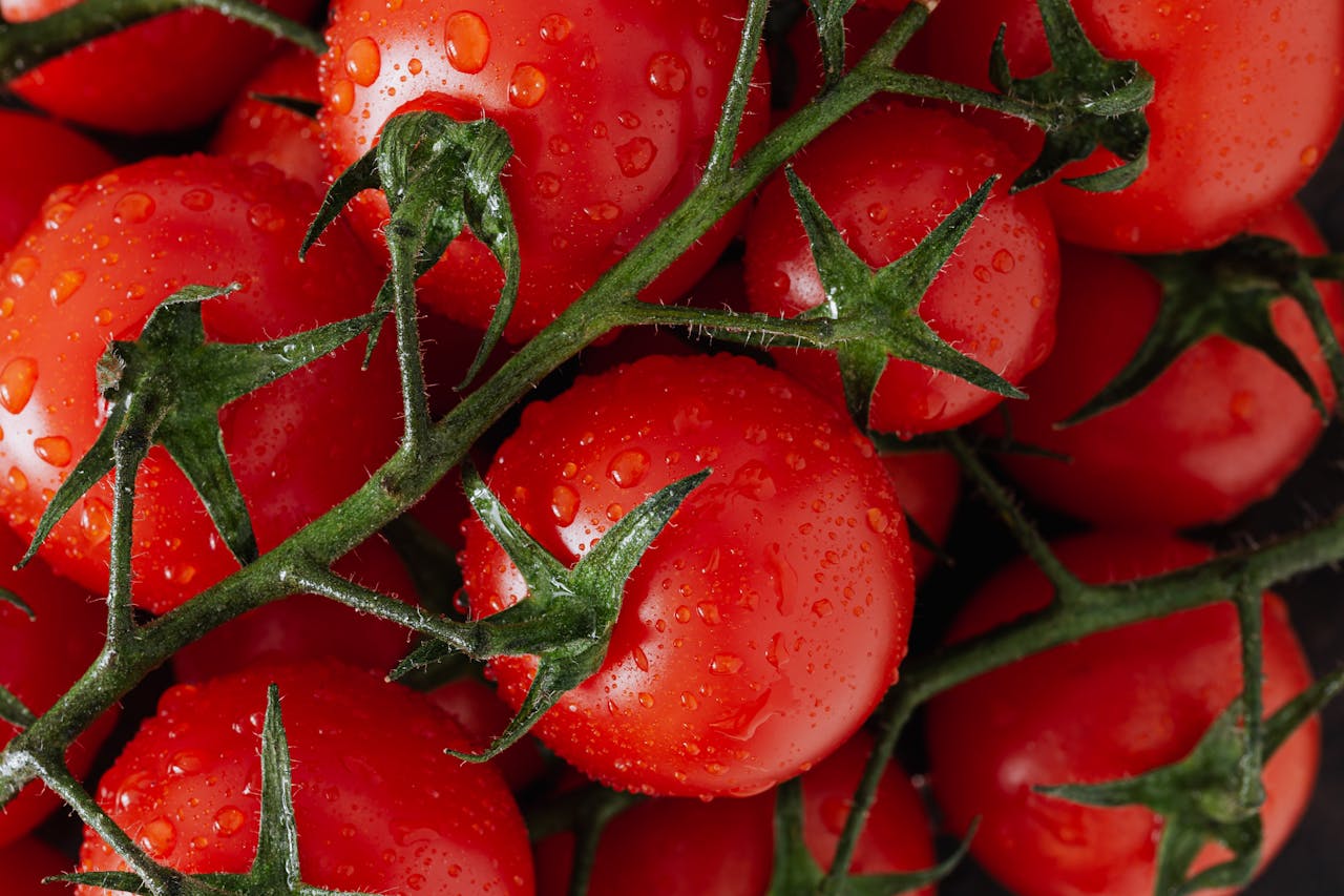 Close-up of ripe tomatoes on the vine with water droplets, highlighting freshness.